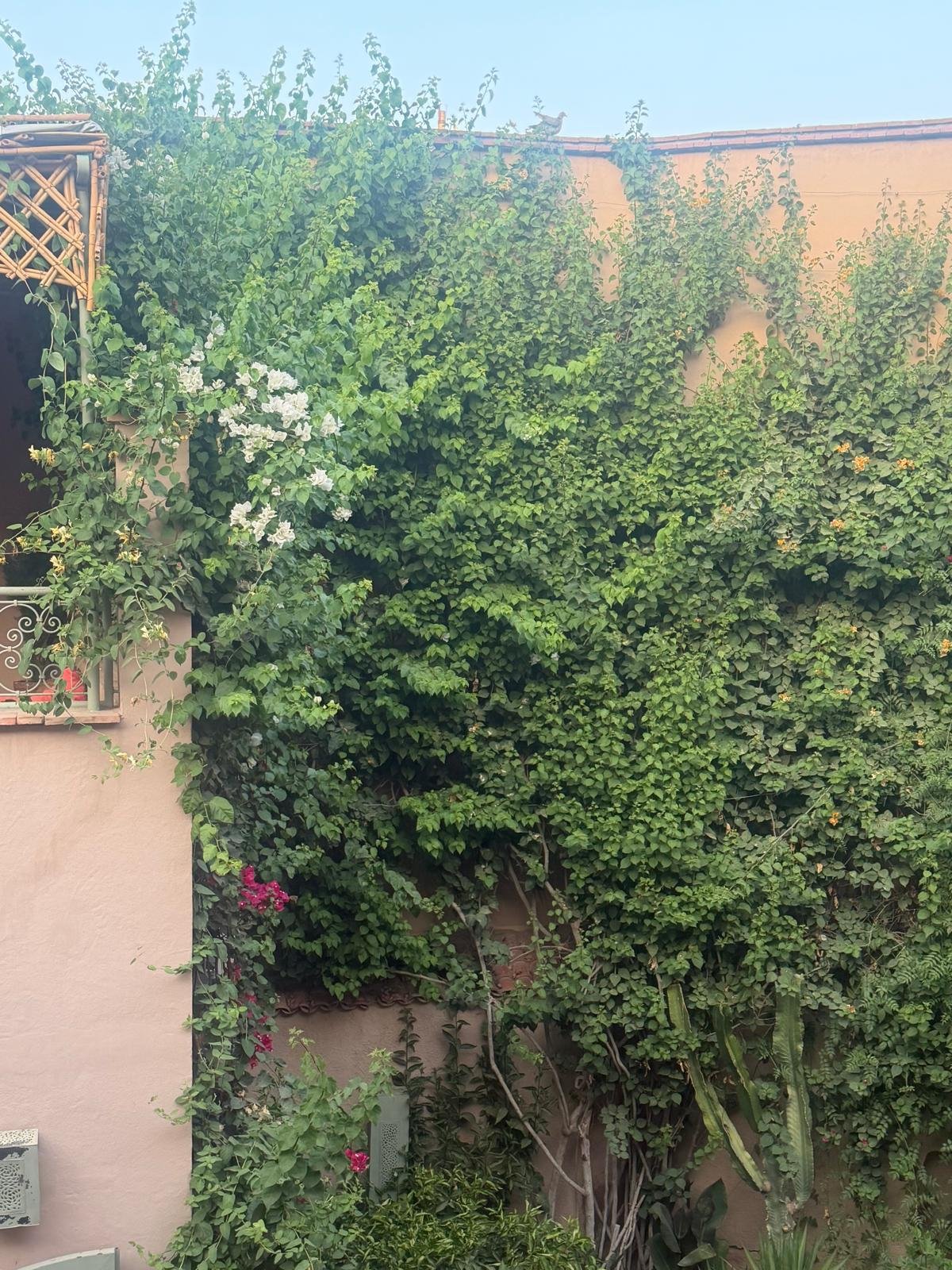 Riad vue 13